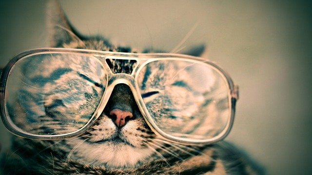 眼鏡猫